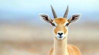 Young gazelle with distinctive horns and alert expression against soft blurred natural background, showcasing African wildlife in warm morning light.