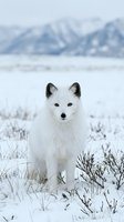 Arctic fox with white winter coat standing in snowy landscape with mountain backdrop during cold season wildlife photography.