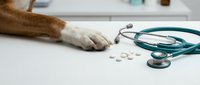 Dog paw next to stethoscope and white pills on medical table. Veterinary healthcare concept for pet medicine and animal treatment.