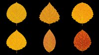Six autumn leaves in yellow, orange and red tones, isolated on transparent background. Ready for seasonal clipart, stickers, t-shirt design, print on demand, sublimation.