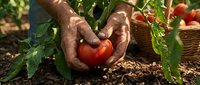 Elderly hands gently holding fresh red tomato in organic garden with basket of ripe tomatoes in background, showcasing sustainable farming and harvest.
