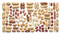 Flat lay collection of whole and shelled peanuts in various stages, isolated on white background, ready for food and nutrition design use.