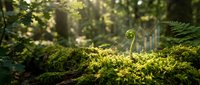 Young fern frond unfurling among vibrant moss in sunlit forest, symbolizing growth and new business development opportunities.