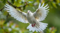 Majestic white dove in flight with wings fully spread against natural green background, captured mid-motion showing detailed feathers and graceful movement.