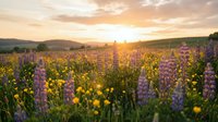 Vibrant wildflower meadow with purple lupines and yellow blooms at golden hour sunset, rolling hills landscape for nature backgrounds and spring designs.
