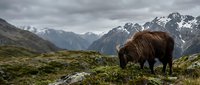 Highland cattle grazing on mountain meadow with dramatic snow-capped peaks and stormy sky in remote wilderness landscape.