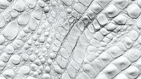 Detailed macro shot of white crocodile leather texture showing natural scales, bumps and ridges in monochromatic style. Luxury material surface pattern.