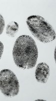 Multiple black fingerprints and thumbprints scattered on white background, showing detailed ridge patterns for forensic, criminal investigation, identification, and security applications.