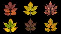 Autumn maple leaves in various fall colors isolated on transparent background, ready for t-shirt design, clipart, stickers, sublimation and print-on-demand projects.