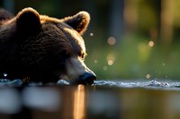 Brown bear drinking water from lake at sunset, backlit fur glowing golden in evening light, close-up profile view with water droplets and bokeh effect in background.