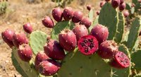 Ripe prickly pear cactus fruits with vibrant magenta flesh and seeds on green paddle-shaped stems in desert landscape for healthy eating and natural food concepts.