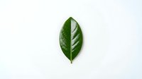 Single green leaf with prominent veins isolated on white background, suitable for botanical designs, wellness branding, and eco-friendly marketing materials.