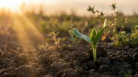 Young green plant seedling emerging from rich brown soil at golden hour sunrise with warm sunlight rays creating bokeh effect in agricultural field background.