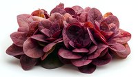 Fresh organic red radicchio leaves arranged in rose-like formation on white background, showing natural texture and vibrant burgundy color. Suitable for food photography.