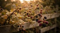 Wild blackberry bush with ripe dark berries hanging on thorny branches in warm golden sunset light creating natural autumn harvest scene.