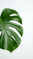 Close-up of a vibrant green monstera leaf with distinctive perforations isolated on white background, suitable for botanical and interior design projects.