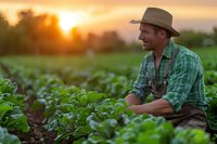 Caucasian male farmer in plaid shirt and hat tending to organic vegetable crops during golden sunset, examining leafy greens in sustainable agriculture field.