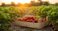 Fresh ripe strawberries in wooden crate at organic farm during golden hour sunset. Agricultural harvest concept for healthy eating and farming.