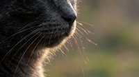 Close-up portrait of a gray cat with long whiskers, soft bokeh background, natural light highlighting fur texture and feline features.