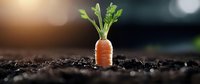 Fresh organic carrot growing in fertile soil with green leaves and natural bokeh background, agricultural concept showing plant growth and healthy food production.