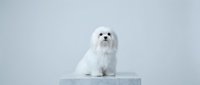 Small white fluffy dog sitting on minimalist platform against clean gray background for pet care advertising and veterinary marketing materials.