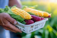Fresh yellow corn cobs and ripe red raspberries in white plastic basket held by African American hands against blurred summer garden background.