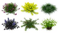 Collection of six diverse plant species isolated on white background for landscape design and botanical illustration projects.