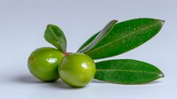 Fresh green olives with glossy leaves on light background, raw Mediterranean fruit close up view for culinary and healthy eating concepts.