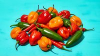 Fresh colorful hot chili peppers mix including habanero, jalapeno and bell varieties arranged on bright turquoise background for cooking and spice concepts.