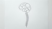 Minimalist line art drawing of human brain connected to spine on white background. Medical anatomy illustration for healthcare education and neurology concepts.