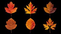 Six autumn leaves in red, orange and brown tones, isolated on transparent background. Ready for t-shirt design, stickers, clipart, sublimation and print on demand use.