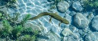 Small fish swimming in crystal clear shallow water over rocky bottom with aquatic plants creating natural underwater habitat for freshwater ecosystem wildlife.