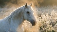 White horse standing in dusty field during golden hour, suitable for equestrian, nature, and lifestyle design projects.