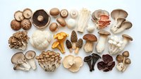 Assorted fresh mushroom varieties including shiitake, oyster, enoki, and portobello arranged on white background for culinary and cooking concepts.
