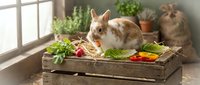 Adorable brown and white rabbit sitting beside wooden crate filled with fresh organic vegetables and herbs in rustic kitchen setting with natural lighting.