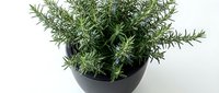 Fresh rosemary herb plant in black pot isolated on white background for culinary cooking and kitchen garden design projects.