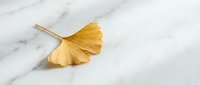 Single golden yellow ginkgo leaf on white marble surface with natural lighting and soft shadows for autumn seasonal design projects.