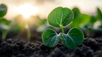Young green sprout growing from fertile soil at sunrise, showing new life and growth potential. Macro nature photography with soft bokeh background.