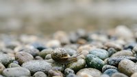 Small snail crawling on colorful wet pebbles and stones on beach shore. Natural wildlife scene with shallow depth of field for nature backgrounds.