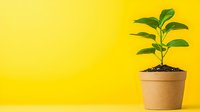 Young green plant growing in brown eco-friendly pot against vibrant yellow background. Minimalist composition with copy space for environmental concepts.
