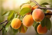 Fresh ripe apricots growing on tree branch with green leaves, morning dew drops on fruit surface, natural sunlight creating warm golden glow.