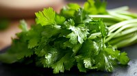 Fresh green cilantro bunch with vibrant leaves on dark surface. Organic herb ingredient for cooking, garnish and culinary preparations in kitchen.
