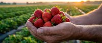 Fresh ripe strawberries cupped in farmer hands at sunset over agricultural field. Organic berry harvest concept for healthy eating and farming.