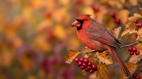 Male northern cardinal perched on branch with red berries among colorful autumn foliage in warm golden light for seasonal wildlife photography.