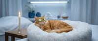 Orange tabby cat sleeping peacefully in white fluffy bed with candle creating cozy bedroom atmosphere for relaxation and comfort concepts.