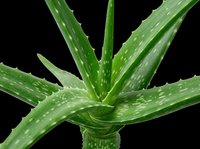 Aloe vera plant with spotted green leaves isolated on transparent background, ready for clipart, t-shirt design, stickers, print-on-demand products, and sublimation projects.