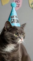 Gray tabby cat wearing turquoise birthday party hat with pom-pom, looking unimpressed. Perfect for humorous greeting cards, pet celebrations, and funny holiday designs.