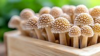 Fresh wild mushrooms with textured caps growing in wooden box, macro photography with selective focus and natural bokeh effect in green background.