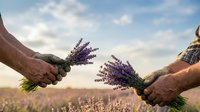 Farmer hands holding fresh lavender bunches in field at harvest time, agricultural work and natural farming concept.
