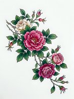 Isolated botanical illustration of blooming roses in cream, pink, and magenta tones with green foliage and buds on white background, suitable for design projects.